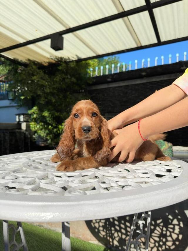 Cocker Spaniel Puppies For SalE