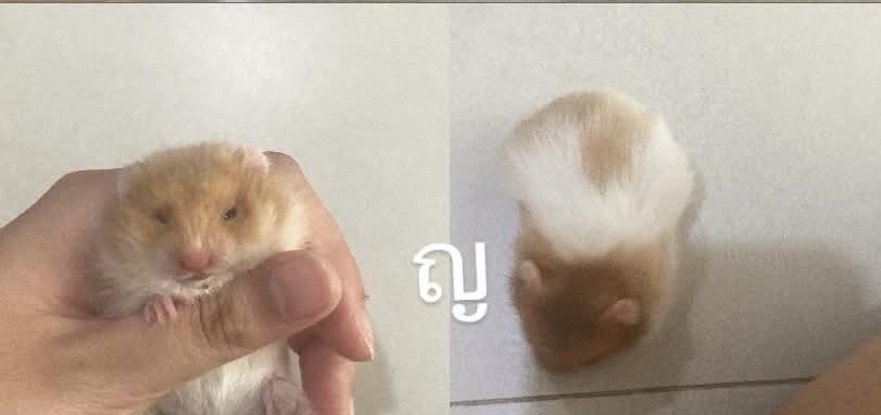 ไจแอ้นๆๆๆๆๆๆๆๆๆๆๆๆๆๆ