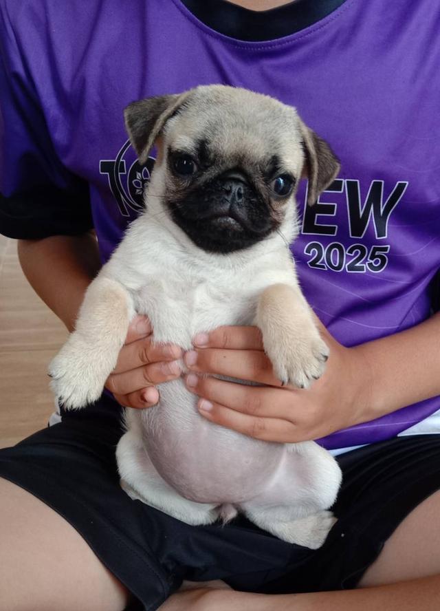 ปั๊กแท้ พร้อมย้าย พร้อมส่ง