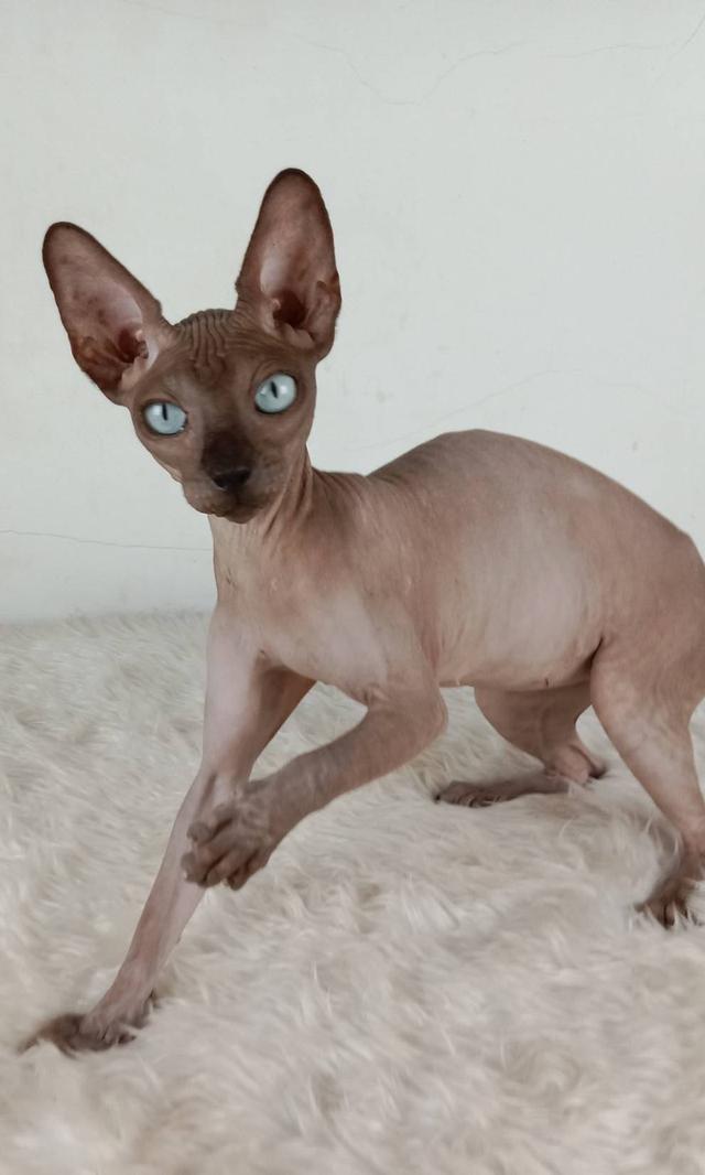 23.แมวสฟิงซ์/เพศเมีย หาบ้าน Sphynx Cat/Female looking for a new home 2