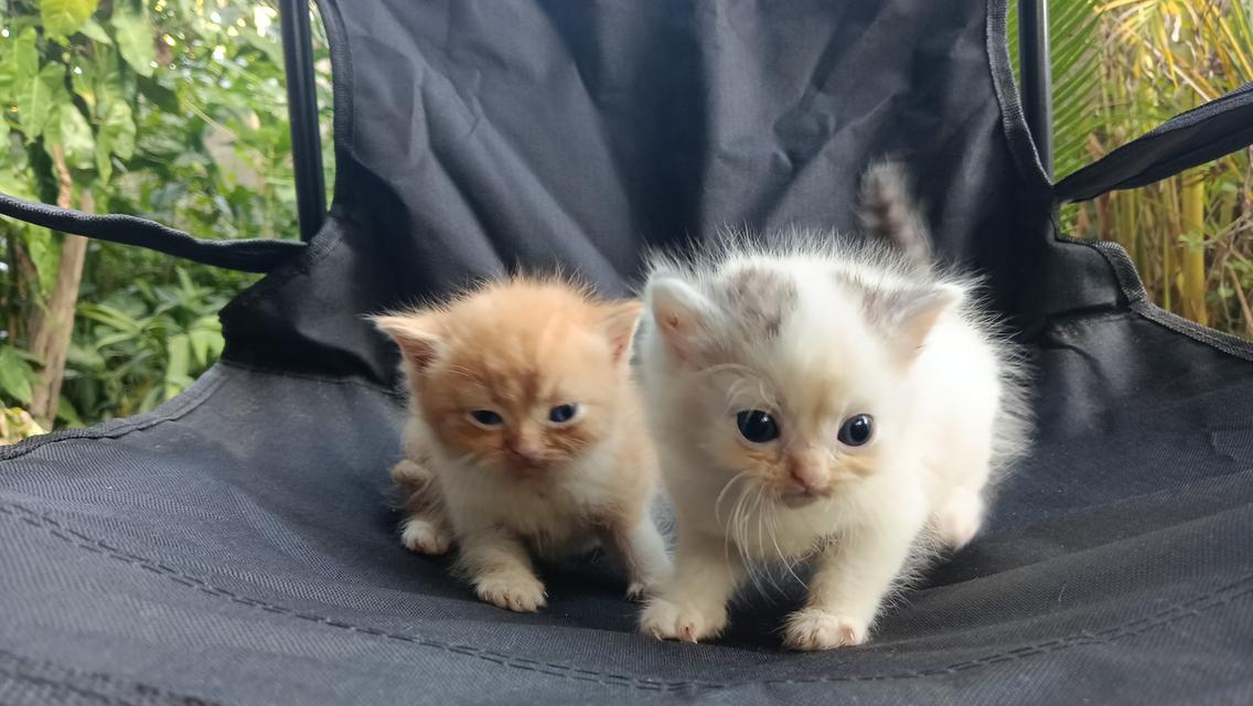 สก๊อตติสเพศผู้เพศเมีย