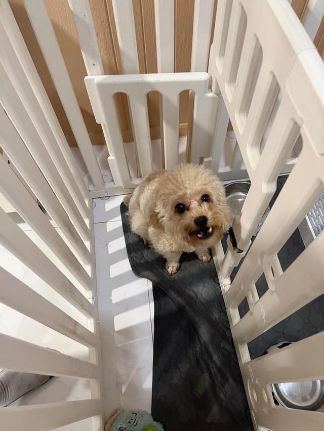 Poodle Toy  Female 1Y2m รูปที่ 6