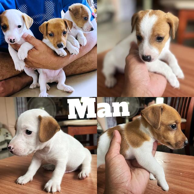 ลูกสุนัข jackrussell 