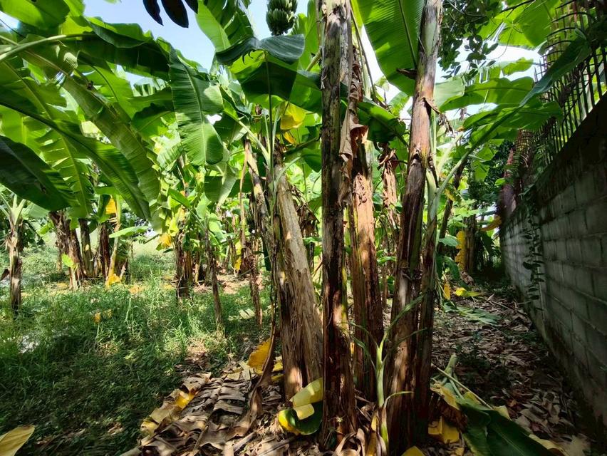 ที่ดินเปล่า เนื้อที่ 118 ตร.ว. ซอยนาวงประชาพัฒนา 9 ถนนนาวงประชาพัฒนา แขวงสีกัน เขตดอนเมือง กรุงเทพมหานคร 8