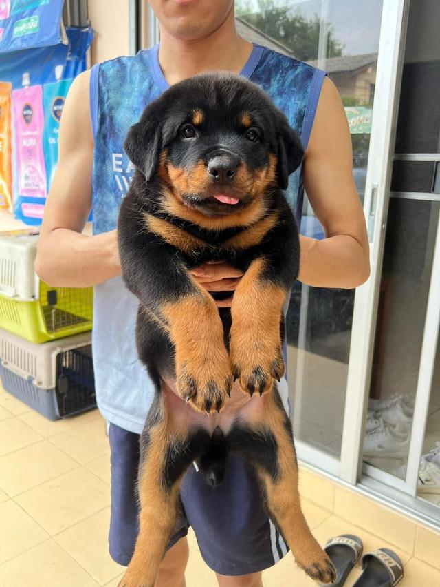 Rottweiler Puppies Available for sale