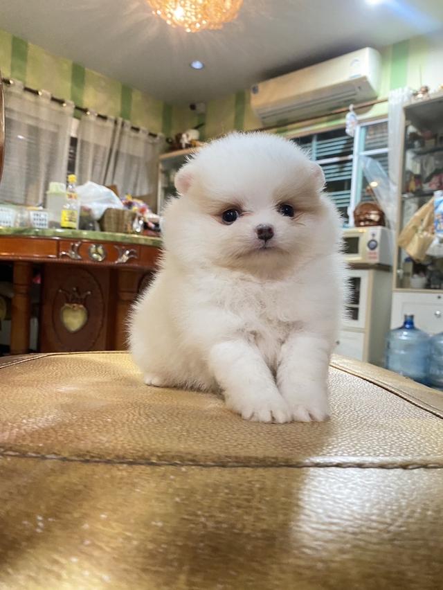 ลูกปอมแท้ อายุ2เดือน มาดูตัวจริงได้ มีบริการจัดส่ง