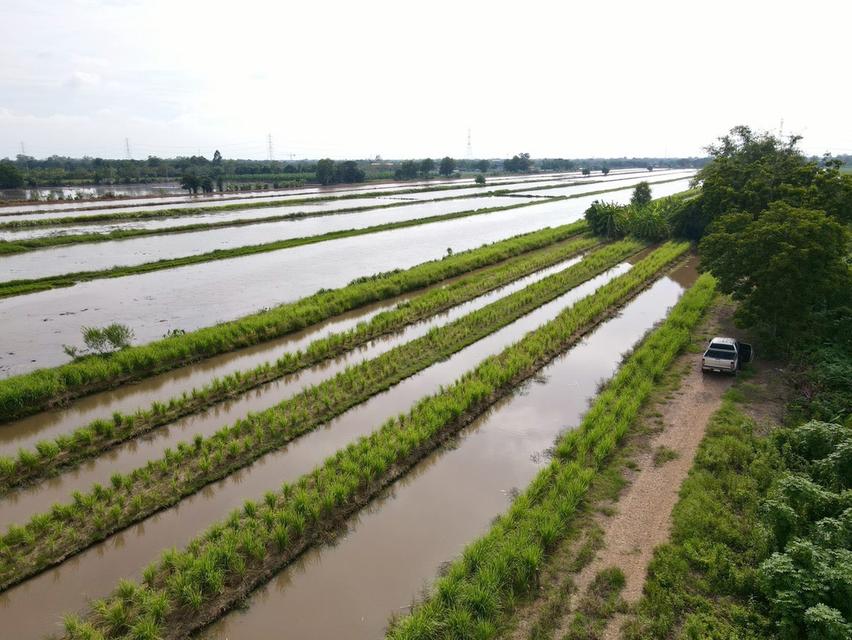 ที่ดินคลอง13 หนองเสือ หลังเทศบาลหนองสามวัง 4