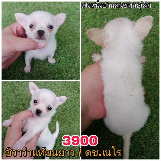 ชิวาว่าเเท้ขนสั้น ขนยาว พร้อมย้าย 4