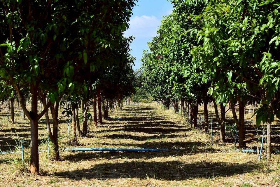 ขายที่ดินทางเลือก (ภบท5) ราคาจับต้องง่าย. ( 612บ./ ตร.วา ) ( 20 ไร่. : 4.9 ล้าน ) | ซื้อขาย เปลี่ยนชื่อได้ : พื้นที่. ปลอดภัยฯ หายห่วง | อากาศบริสุทธิ 4