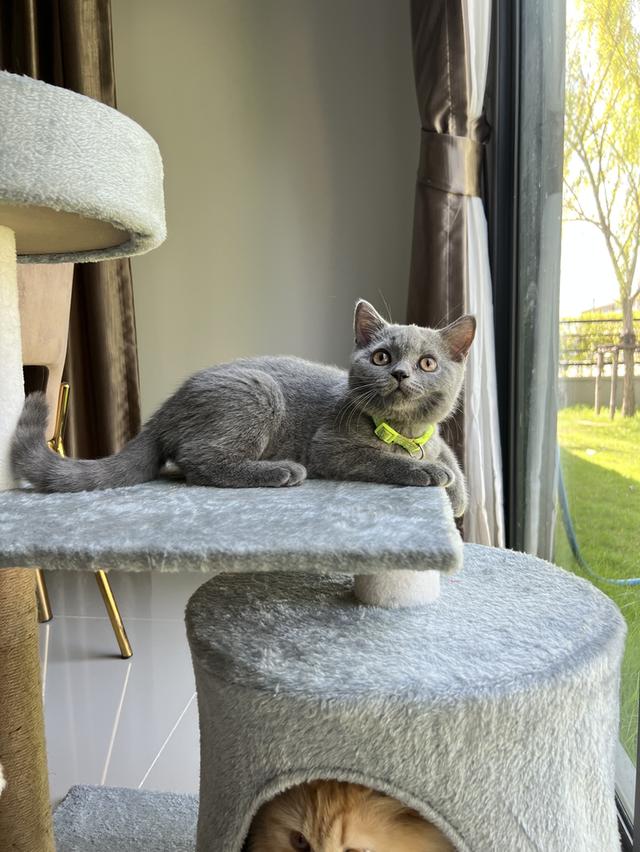 ลูกแมว บริติช ช็อตแฮร์ ใบเพ็ดนอกWCF(British Shorthair) 2