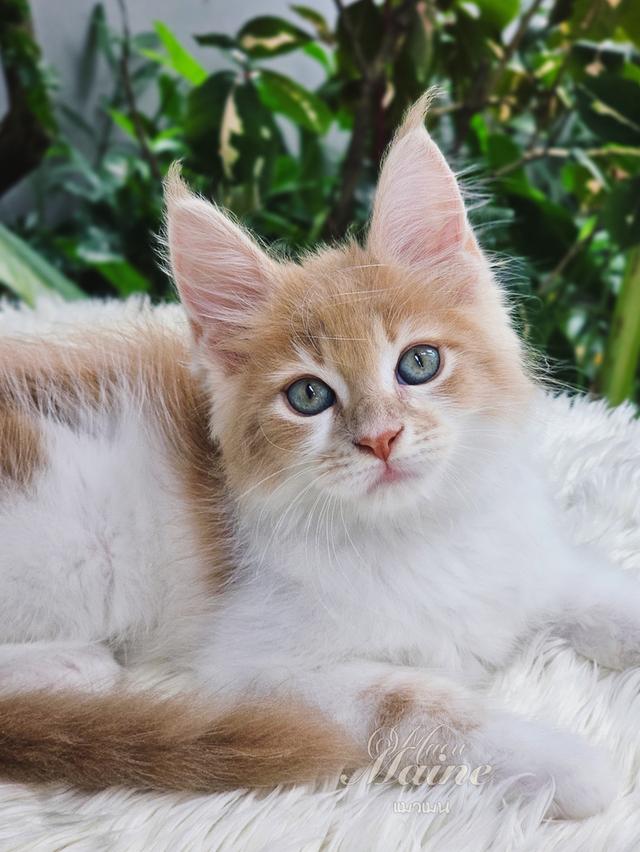 ลูกแมวเมนคูน เพศเมีย