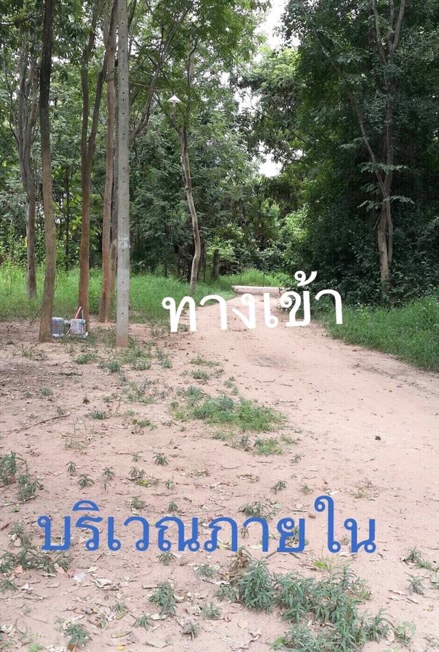 ขายที่ดินพร้อมไม้พะยูง ต้นไม้เต็มพื้นที่เนื้อที่ 11ไร่ 57ตรว. จอหอ เมืองนครราชสีมา ที่ดินติดถนน 2ด้าน เหมาะพัฒนาเป็นบ้านสวน คาเฟ่ 3