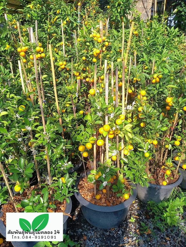 ส้มจี๊ด ต้นส้มจี๊ด ต้นไม้มงคล รูปที่ 2