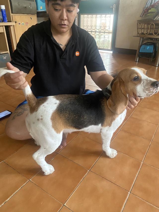 ขายสุนัขพันธุ์บีเกิ้ล 6