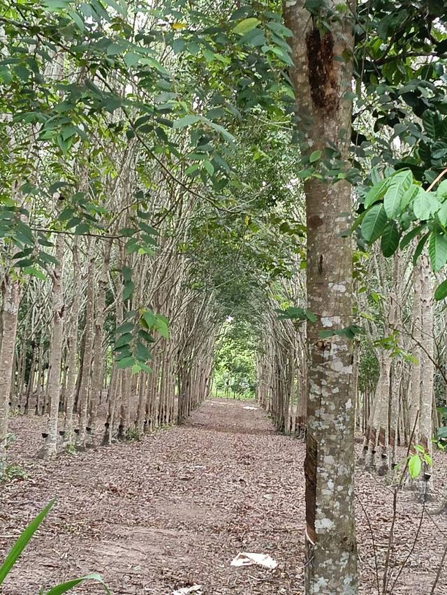 บ้านพร้อมที่ดินและสวนยาง 11