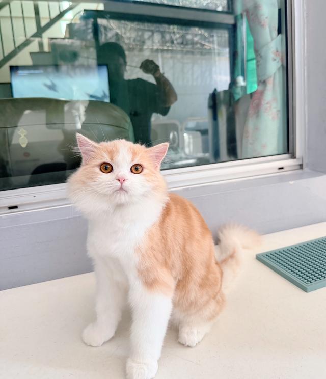 แมวสก็อตติชโฟลด์ พร้อมย้าย วัคซีนครบหมด 5 เข็ม