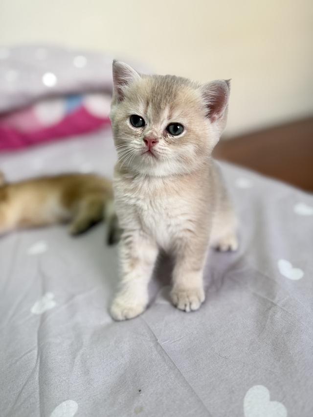 แมวบริติช ชอร์ตแฮร์