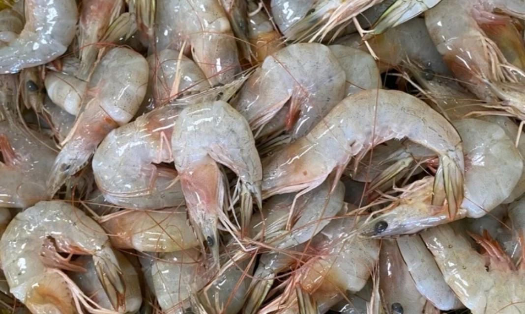 กุ้งเเช่บ๊วยสดๆจากต้นทางระนอง 4