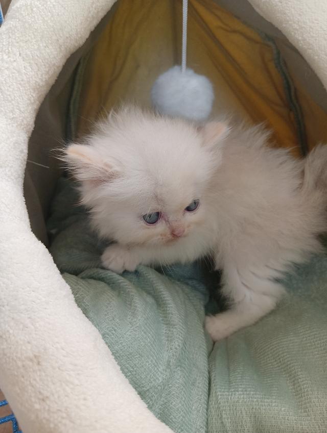 สก็อตติชเพศเมีย น่ารัก รูปที่ 11