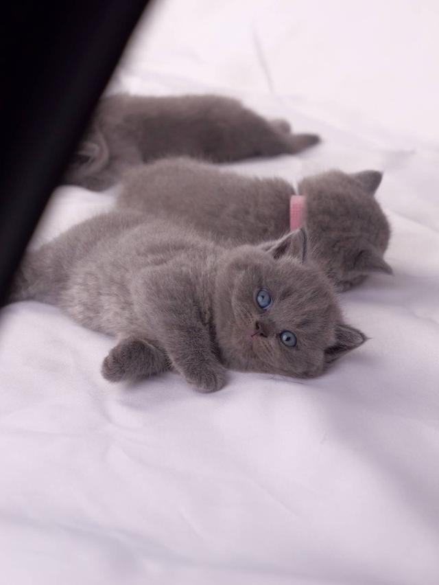 บริสติส wcf เด็กหญิง