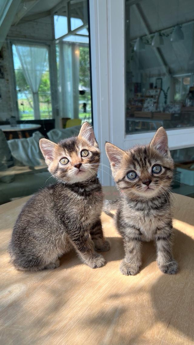 แมวสก๊อตติชโฟลด์ผสมเบงกอล เพศผู้ทั้ง2คน