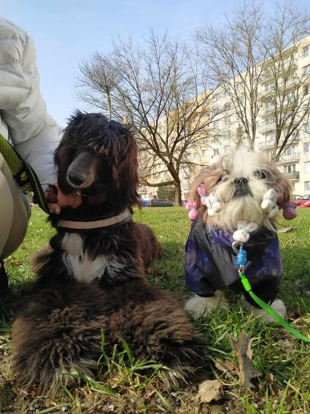 Afghan Hound เชื่องมาก