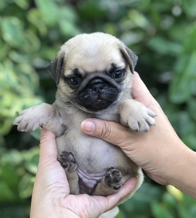 ปั๊กหน้าย่น