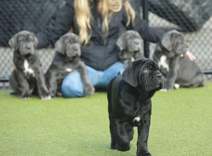 Neapolitan Mastiff Puppies | WhatsApp me : +66 63 826 3042