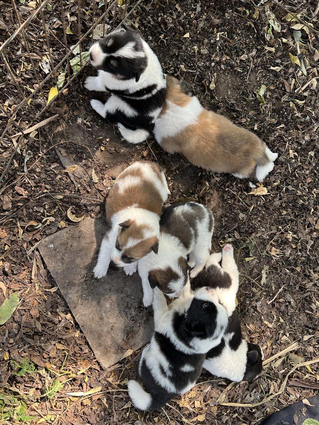 ลูกสุนัขบางแก้วแท้ อยู่จังหวัดชัยนาท 2