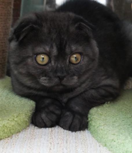 แมวสก็อตติชโฟลด์ สีสวยแปลกตา