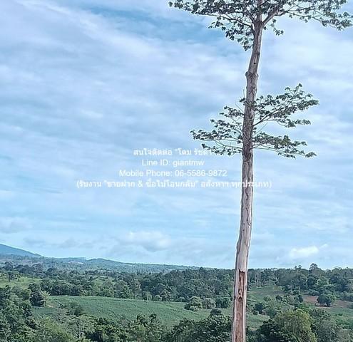 ขายที่ดินบนเนินเขา 10-1-5 ไร่ (ใบอ่อน: ส.ป.ก./สร.5 ก.) วังน้ำเขียว นครราชสีมา ราคา 4,500,000 บาท (โอนฟรี) 7