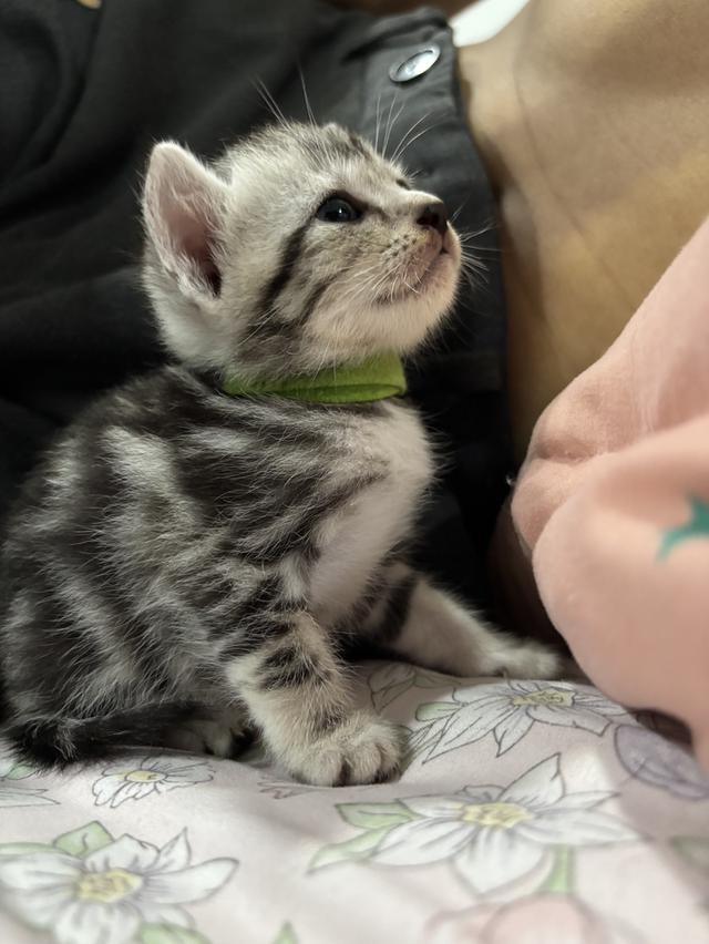 ลูกแมวพันธุ์ American Shorthair 2