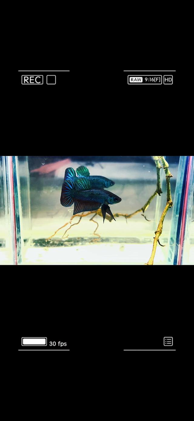 ปลากัดป่าอีสานหน้างู