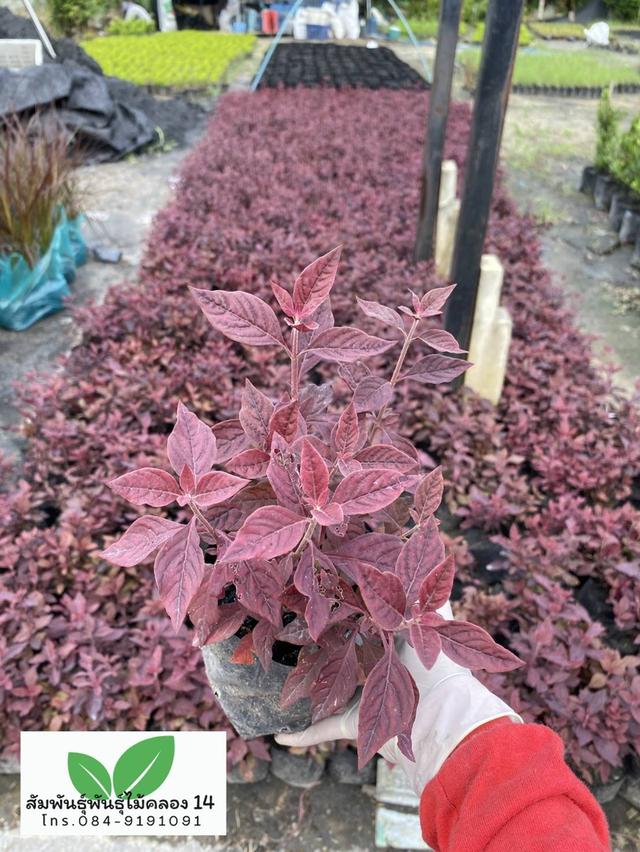 แดงชาลี ต้นแดงชาลี 3