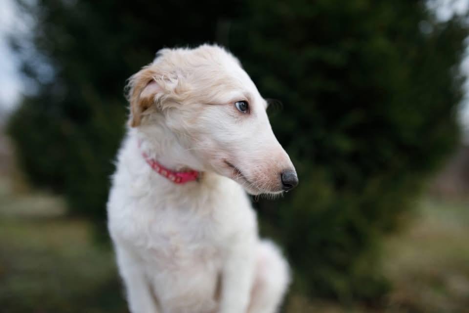 สุนัข Borzoi ตัวผู้ 2