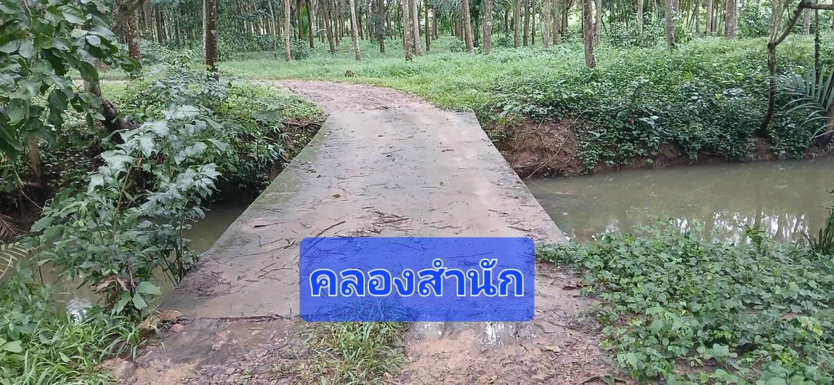 ขายสวนปาล์มสวนยาง โฉนด 25 ไร่ ต.สะพลี อ.ปะทิว จ.ชุมพร เจ้าของเองครับ 19