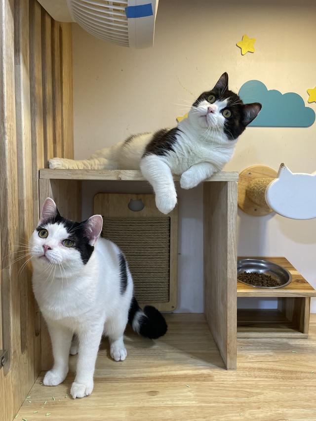 สก๊อตติช