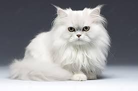 ขายแมวขาวพันธ์เปอร์เซีย 3