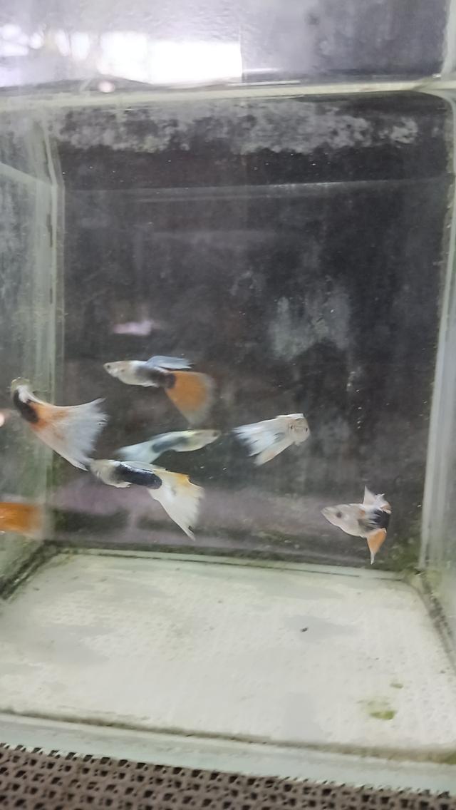 ปลาหางนกยูงตัวละ5บาท รูปที่ 9