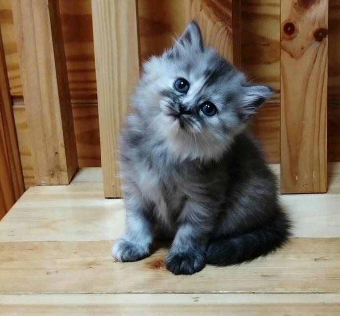 ลูกแมวเปอร์เซียผู้หญิงลพบุรี
