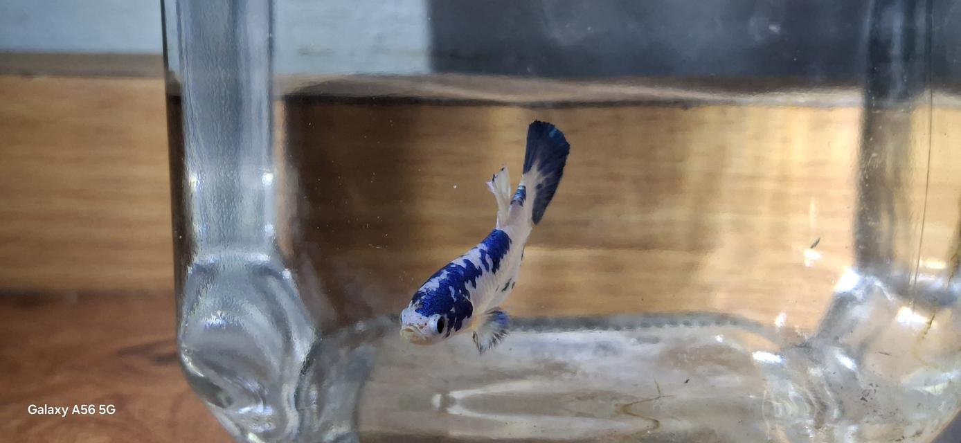 ปลากัด มาเบิ้ล-แฟนซี-สวยงาม