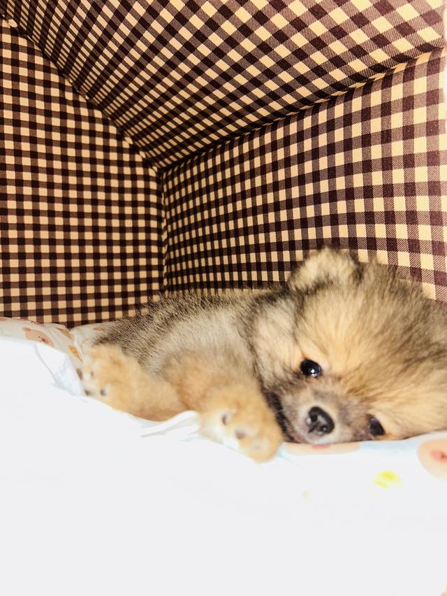 สุนัขพันธุ์ปอมเมอเรเนียน