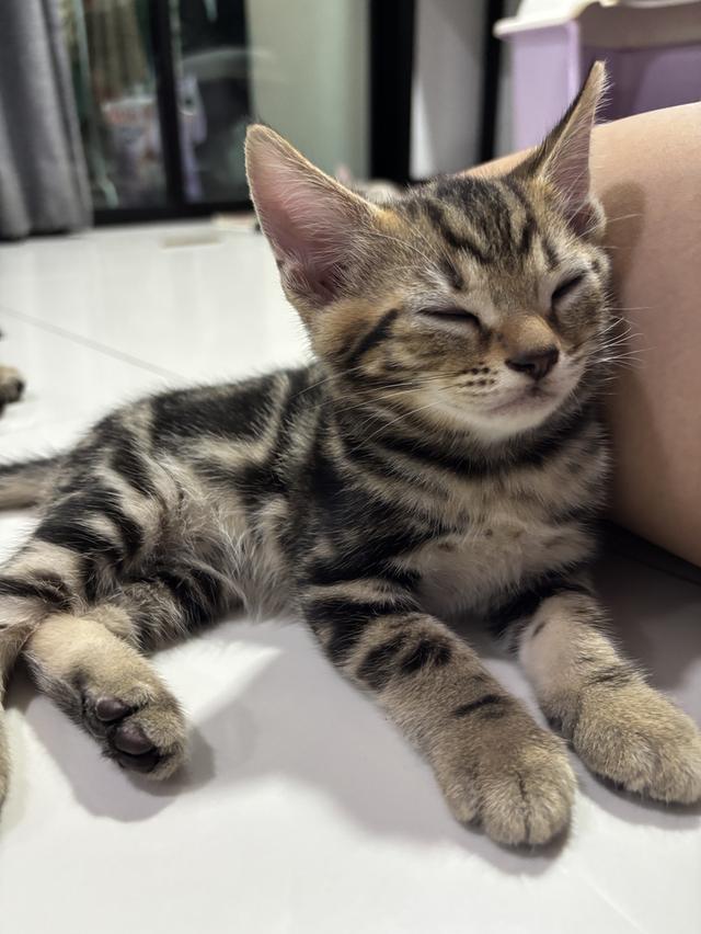 ลูกแมว American Shorthair