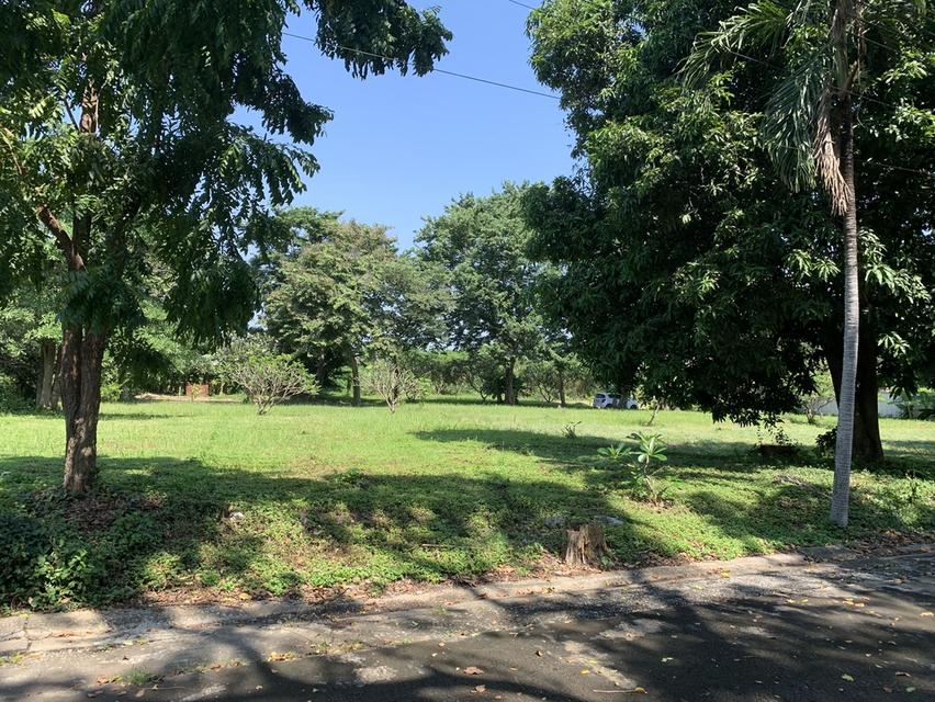 ขายที่ดินเปล่าถมแล้ว หมู่บ้านเบลเลอวิว (Belle View Village) 2