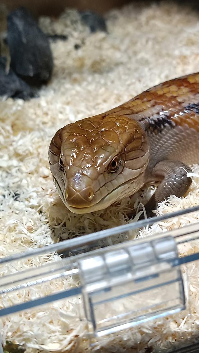 จิ้งเหลน Blue tongue สายพันธุ์ออสเตรเลีย รูปย่อยที่ 3