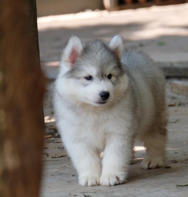 ไซบีเรียนฮัสกี้ Siberian husky 3