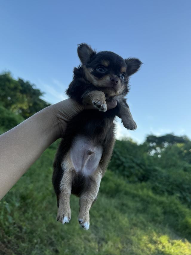 ชิวาวาจิ๋ว 3