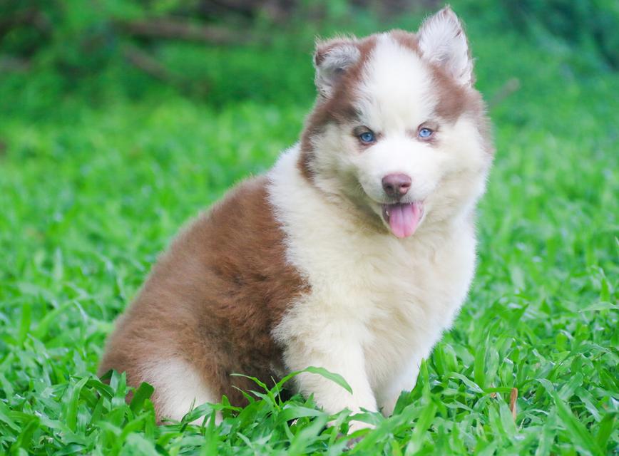 ไซบีเรียนฮัสกี้วูลลี่ ตาฟ้าคู่ เพศเมียราคาถูก เชียงใหม่ 4