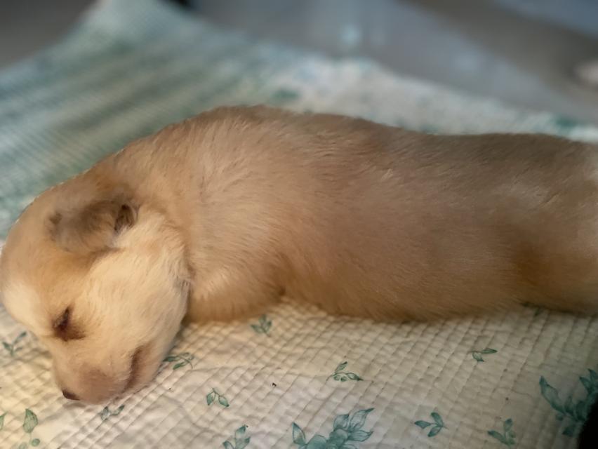 ลูกสุนัก ไซผสมโกลเด้น อายุ 1 เดือน รูปที่ 4