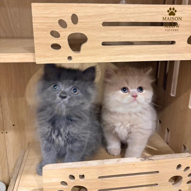 เปอร์เซียแท้เพศผู้ สีครีมสีบลู รูปที่ 6